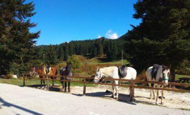 Ιππασία μία από τις δραστηριότητες που μπορεί να κάνεις στο Περτούλι