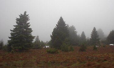 Δάσος στο Καρπενήσι